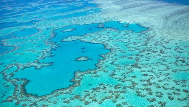 The Great Barrier Reef Experiences Worst Die-Off Yet