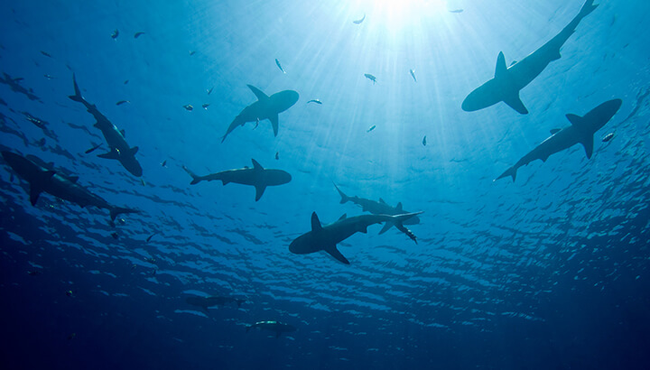 Group of sharks