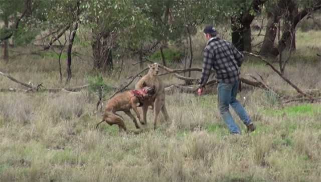 Man Goes Toe-To-Toe With A Kangaroo To Save Dog