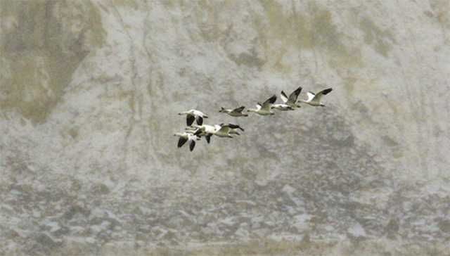 Why Did Thousands Of Geese Die In A Toxic Pit?