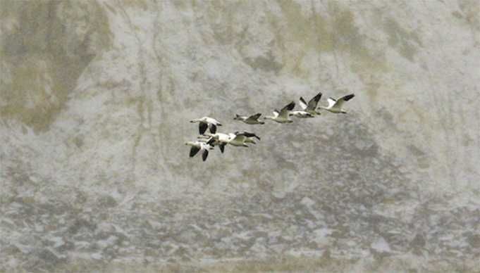 Why Did Thousands Of Geese Die In A Toxic Pit?