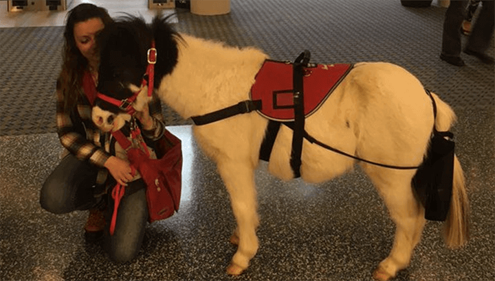 Therapy miniature horse at airport
