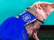 Therapy Pig Roams San Francisco Airport Greeting Travelers
