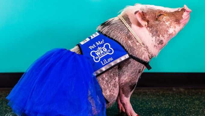 Therapy Pig Roams San Francisco Airport Greeting Travelers