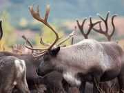 Reindeer Population Dwindles From Climate Change (And How To Help)