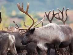Reindeer Population Dwindles From Climate Change (And How To Help)