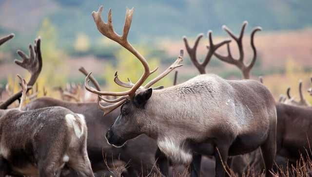 Reindeer Population Dwindles From Climate Change (And How To Help)
