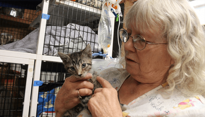 This Woman Risked Her Life For 24 Cats, Then Did Something Incredible