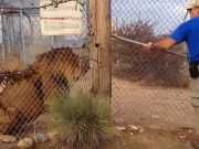 Zookeeper Lets Out A Terrified Scream When Lion Launches At Him