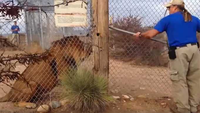 Zookeeper Lets Out A Terrified Scream When Lion Launches At Him