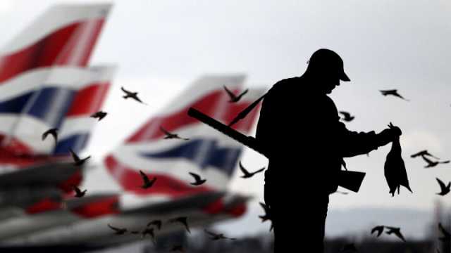 70000 birds killed for airplanes