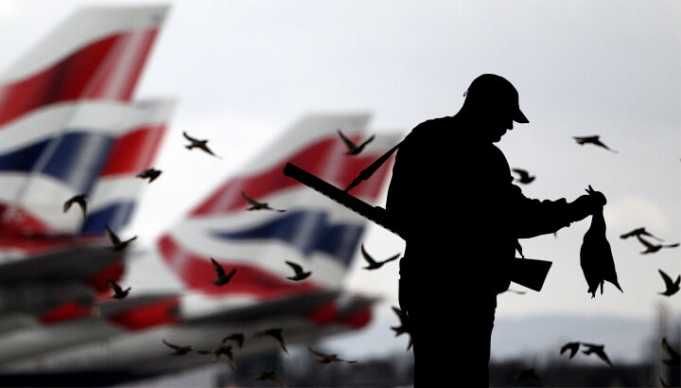 70,000 Birds Slaughtered To Clear Skies For Our Airplanes