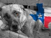 SPCA Rescues 150+ Animals From Filthy Texas Property