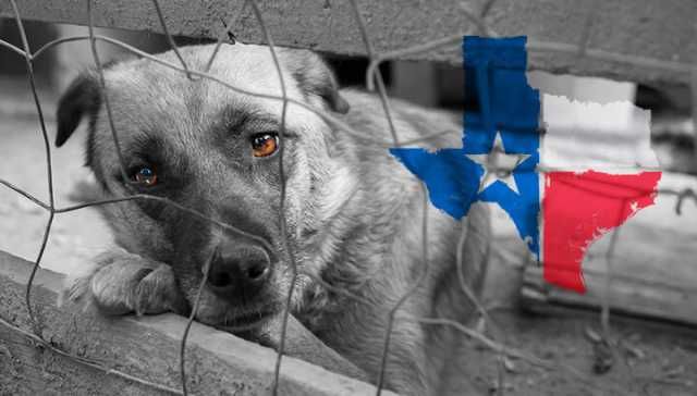 SPCA Rescues 150+ Animals From Filthy Texas Property