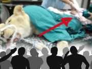 Live Dissections At The Zoo: Educational Or Just Cruel?
