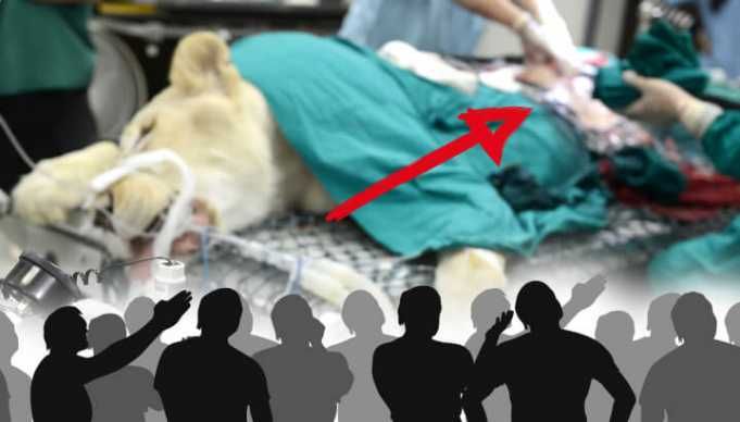 Live Dissections At The Zoo: Educational Or Just Cruel?