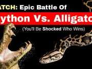 WATCH: Epic Battle Of Python Vs. Alligator (You’ll Be Shocked Who Wins)