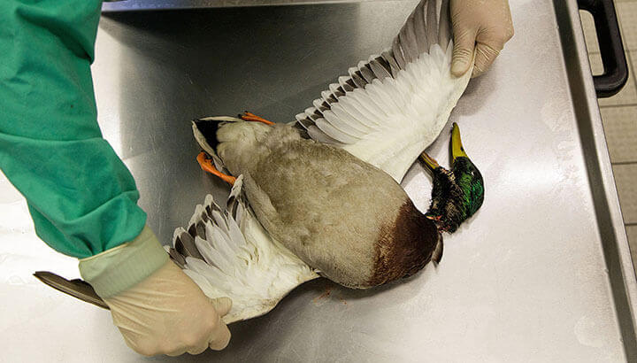 Birds are being gassed after bird flu breaks out in France