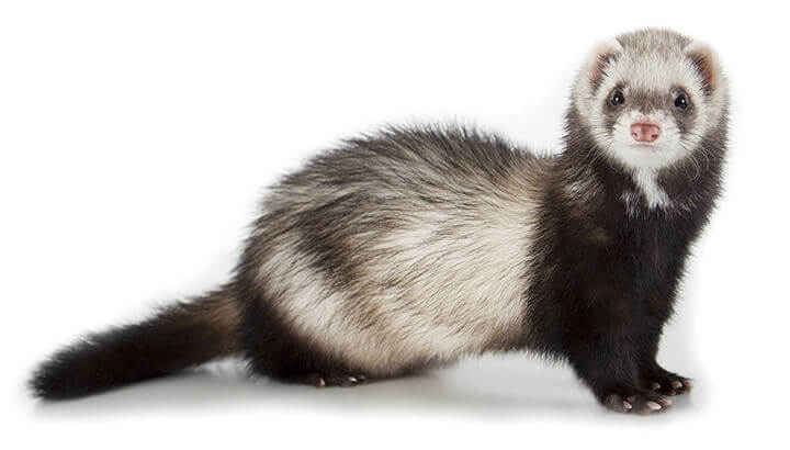 Captive breeding programs helped the black-footed ferret