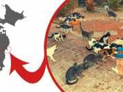 This Island Has 100 Human Residents And 600 Cats