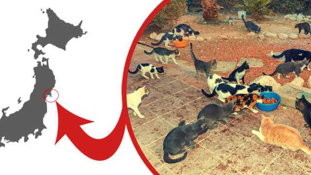 Cat Island in Japan