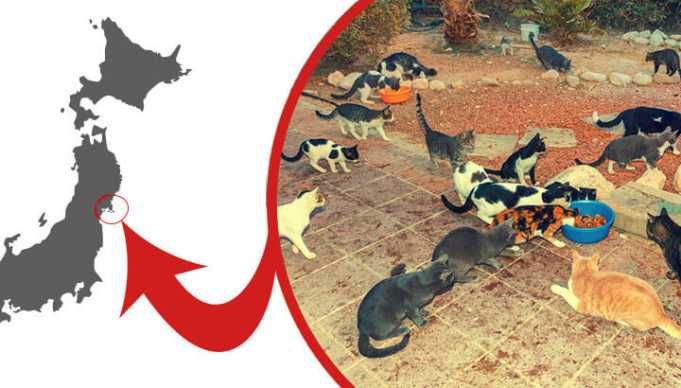 This Island Has 100 Human Residents And 600 Cats