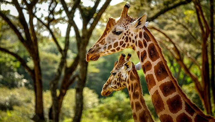 Cheetas and giraffes are important for biodiversity
