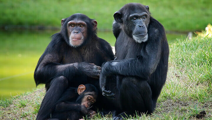 Chimpanzees are endangered in the wild