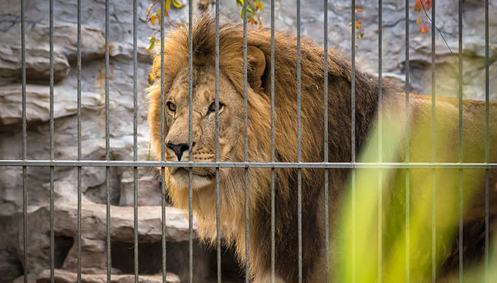 Copenhagen zoo killed four healthy lions