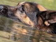 Dog Almost Drowns On Movie Set After Being Forced To Perform
