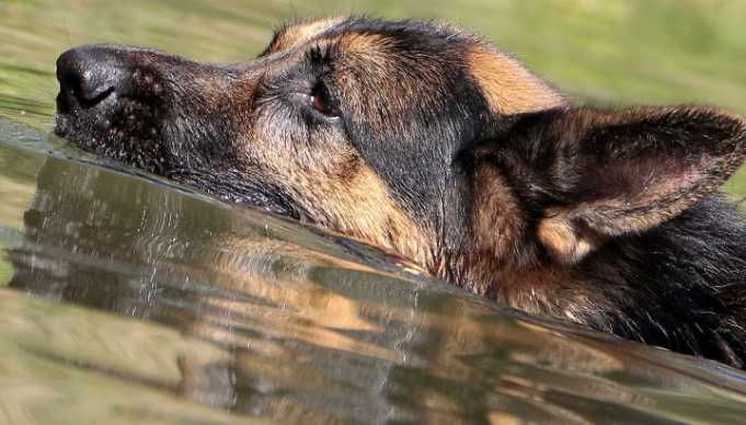 Dog Almost Drowns On Movie Set After Being Forced To Perform