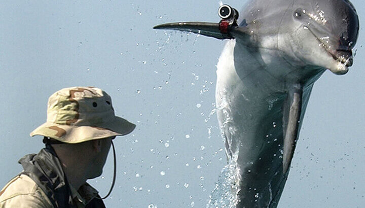 Dolphins helping to save vaquitas