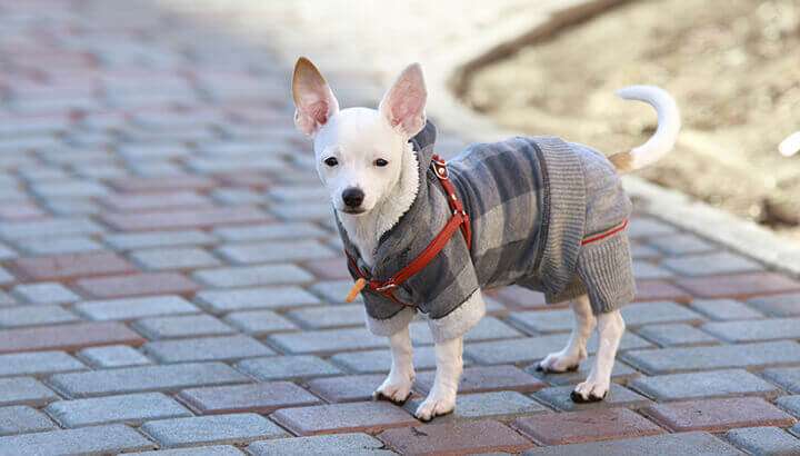 Dress up dogs with a fitted sweater