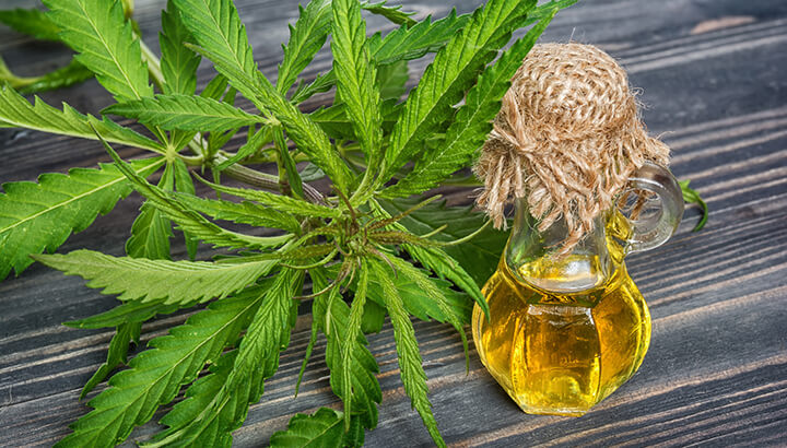 Hemp oil can easily be integrated into cooking