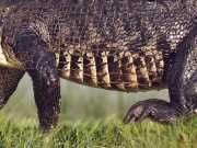 Watch: Giant Alligator In Florida Stuns Social Media