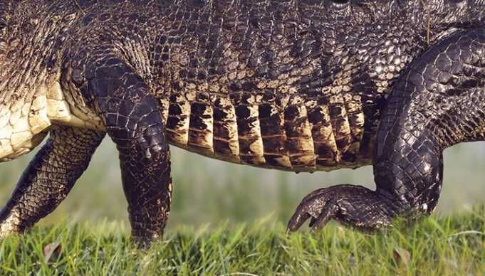 Watch: Giant Alligator In Florida Stuns Social Media