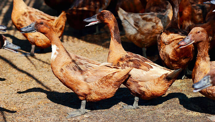 Industrial farming increases risk of bird flu