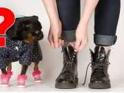 Is It Animal Cruelty To Dress Your Dog? This Dog Says Yes