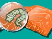 First Cocaine, Now Tapeworms Found In North American Salmon