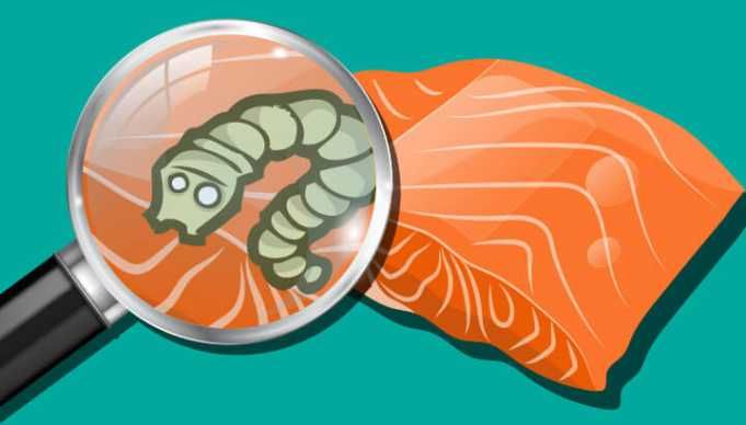 First Cocaine, Now Tapeworms Found In North American Salmon