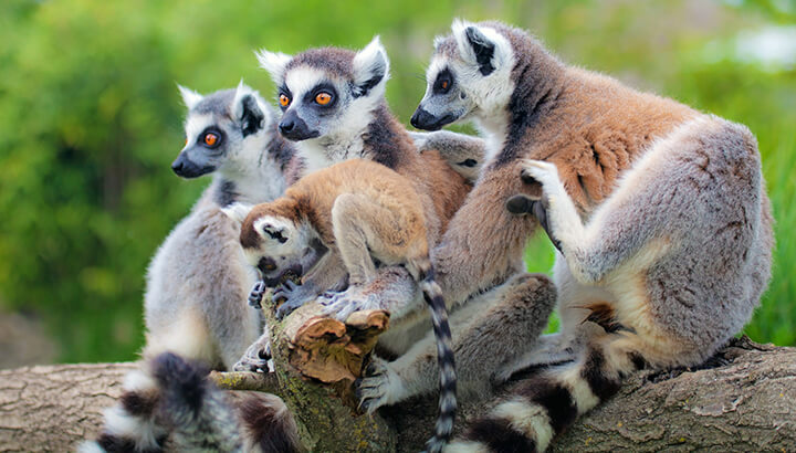 Lemurs may go extinct by 2050 if we don't help