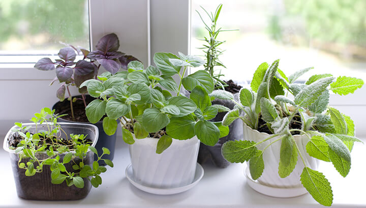 Make an herb garden for the inflammation challenge