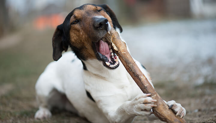 Natural bones are better than rawhide