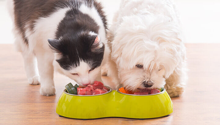 Natural food can help prevent cancer in your pet