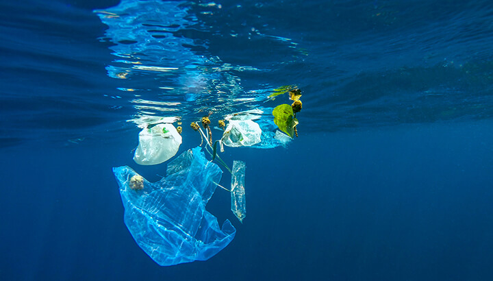 Plastic in the ocean impacts marine life and humans