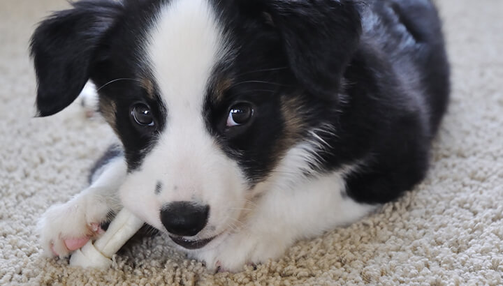 Rawhide contains harmful chemicals