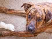 How Dangerous Is Rawhide For Dogs?
