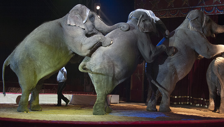 Ringling Bros. closing down after elephant abuse allegations