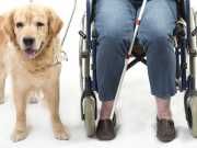 Are Service Dogs Ruining Airlines Or Are They Legit?