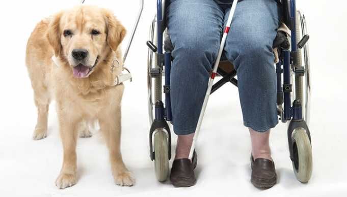 Are Service Dogs Ruining Airlines Or Are They Legit?